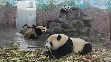 Panda at the zoo