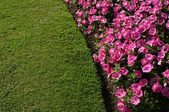 Flowerbed