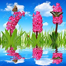 Hyacinth with dewy grass and butterflies