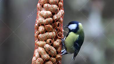 Great tit, eating peanuts in the Netherlands