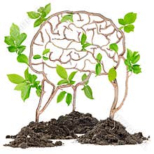 Plant Brain