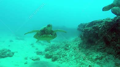 Two turtles swim towards each other