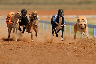 Sprinting greyhounds