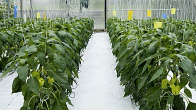 Hydroponic Cultivation