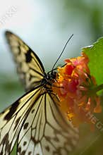 Butterfly and flower