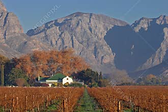 Vineyard landscape, Cape Town area, South Africa