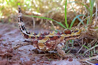 Thorny Devil, Outback, Australia