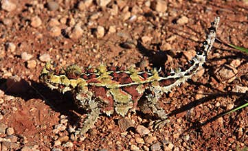Thorny Devil, Outback, Australia