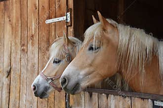 Horses