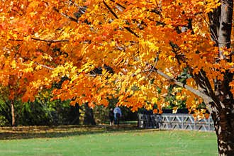 Leisurely Walk Through Park On A Sunny Autumn Day