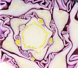 Cabbage spiral