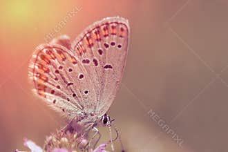 Butterfly on pink flower