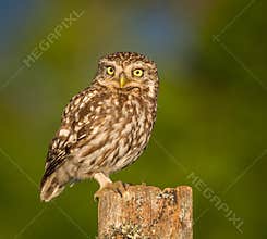 Little owl