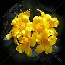Yellow Rhododendron