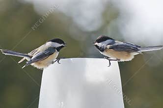 Two Black-capped Chickadees (Poecile atricapillus) talking