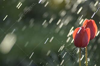 Hit by rain