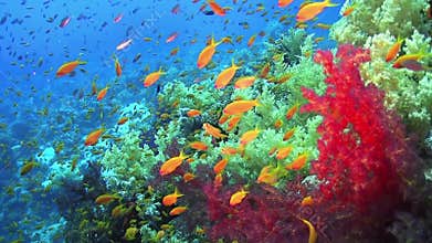 Tropical Fish on Vibrant Coral Reef