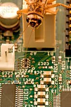 Computer bug