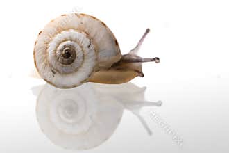 Snail