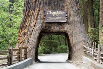 Giant Sequoia