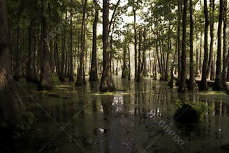 Sunlight in the Swamp