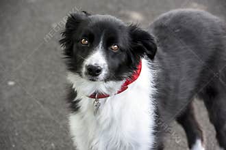 Border Collie