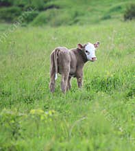 Gray Calf