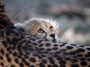 Cheetah