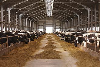 Cow farm agriculture