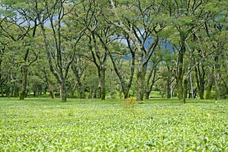 Tea Gardens of kangra , dharamshala India