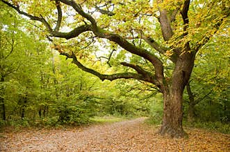 Big oak tree