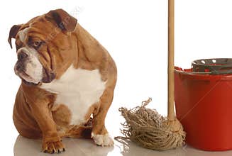 House breaking a dog