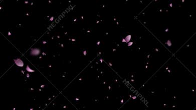 Cherry blossom fluttering