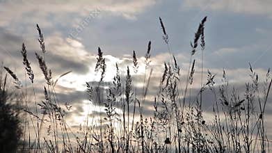 The breeze is blowing on tall grass.