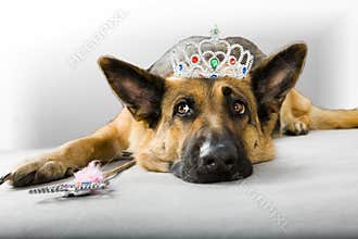 Dog Princess Fairy