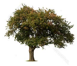 Apple tree isolated on white