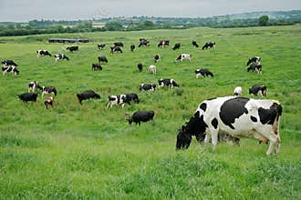 Freisian dairy cows, Ireland