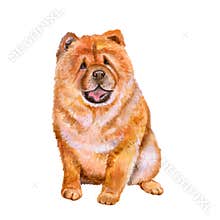 Watercolor portrait of red Chinese Chow Chow breed dog on white background. Hand drawn sweet pet