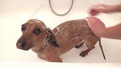 Dachshund in the bath.