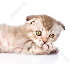Pensive flap-eared kitten. on white background