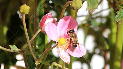 Bee on pink flower