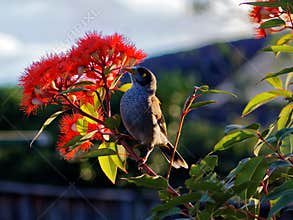 Australian Noisy miner bird on red flowering eucalyptus branch