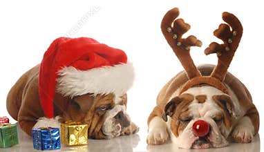 Santa and rudolph dogs