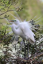 Great White Egret II