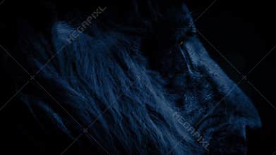 Lion Face At Night With Glowing Eyes