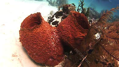 Sea sponge. Close-up