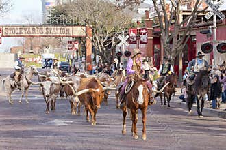Longhorns cattle drive at the Fort Worth Stockyards.