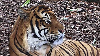 Sumatran tiger portrait