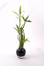 Bamboo in Black Vase
