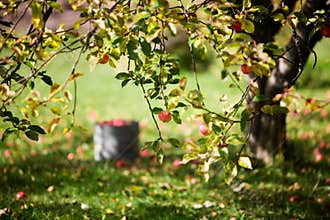 Apple tree